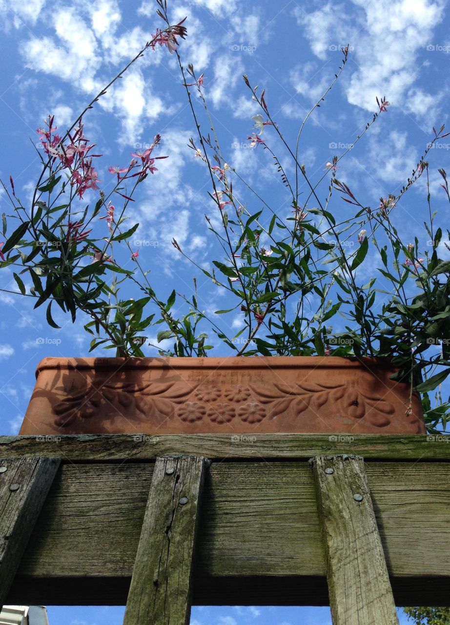 Deck Flower Clay Planter. Pretty upper deck flowers blowing in wind as I looked up. Beautiful blue sky with whispers of clouds made me enter it!