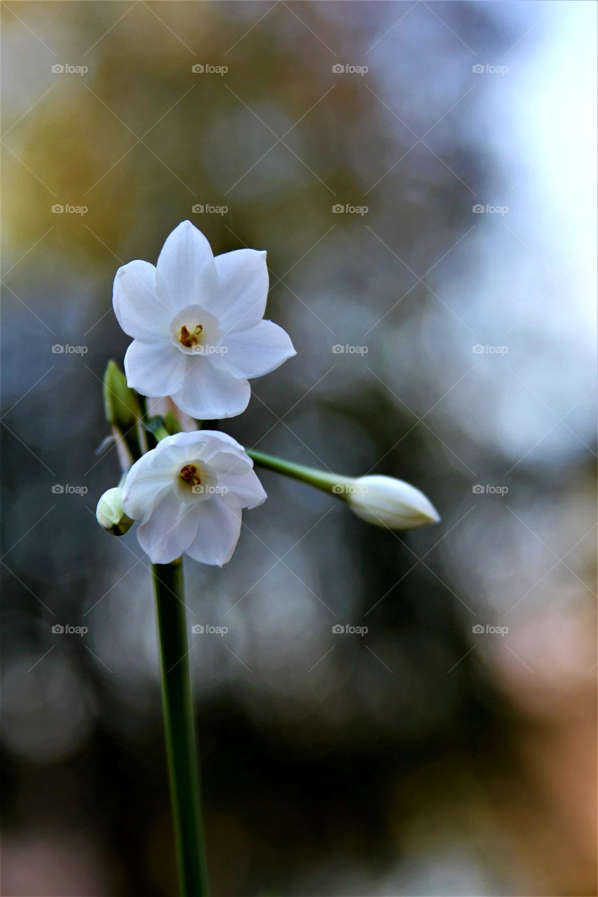 blooming white flowers.