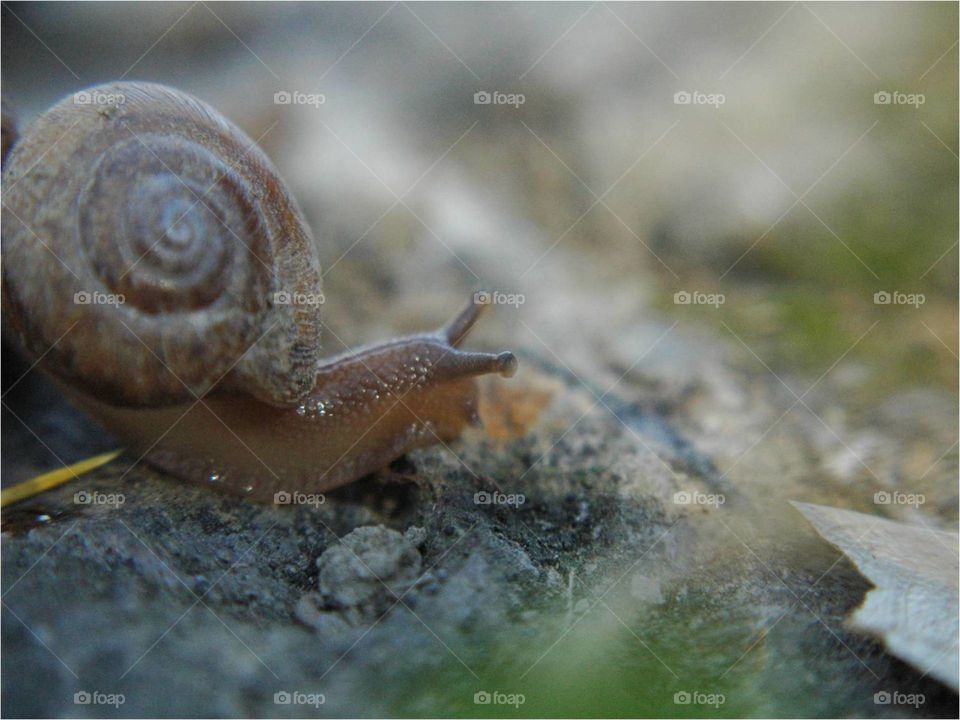 Mr. Snail looking for something good to eat.