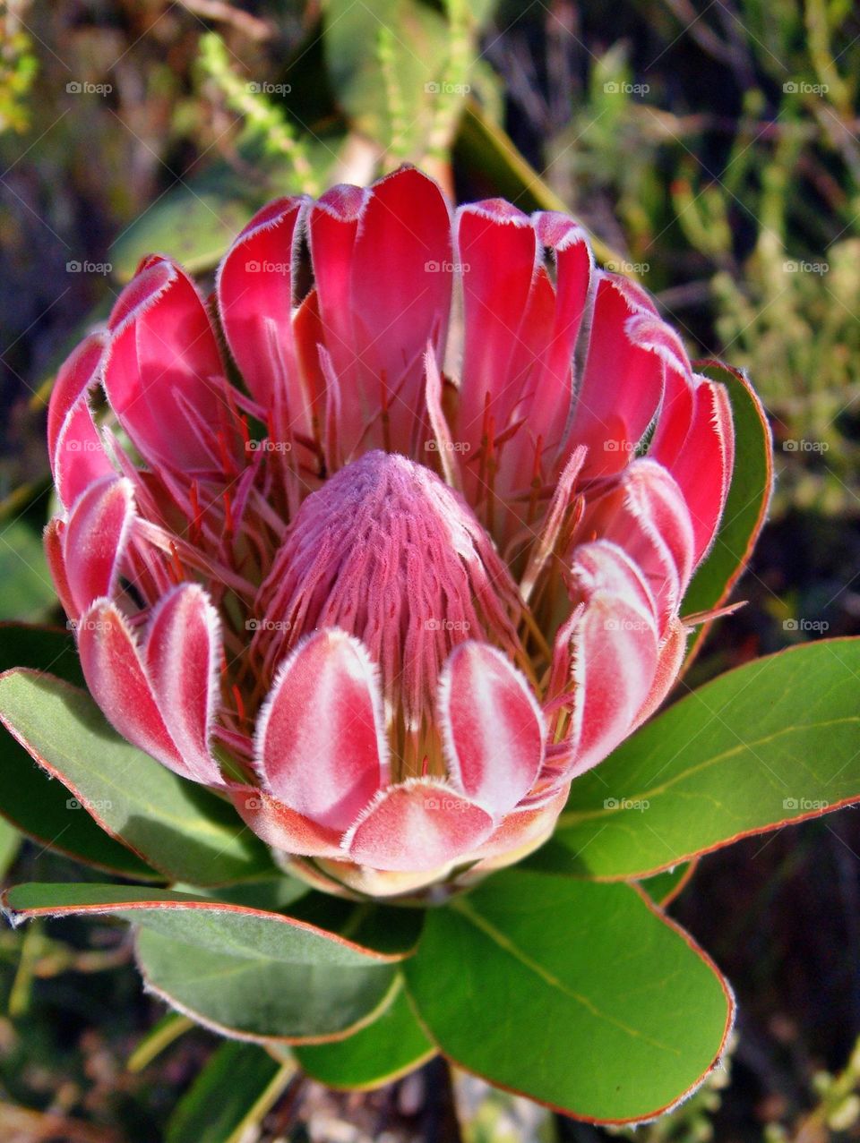 Pretty Protea