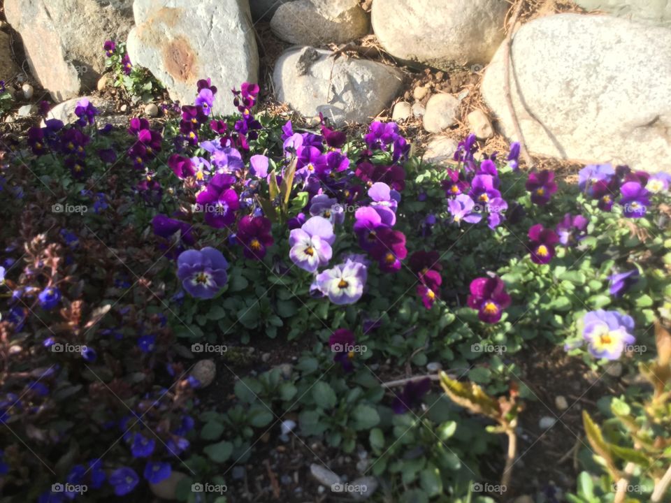 Violets in the garden 