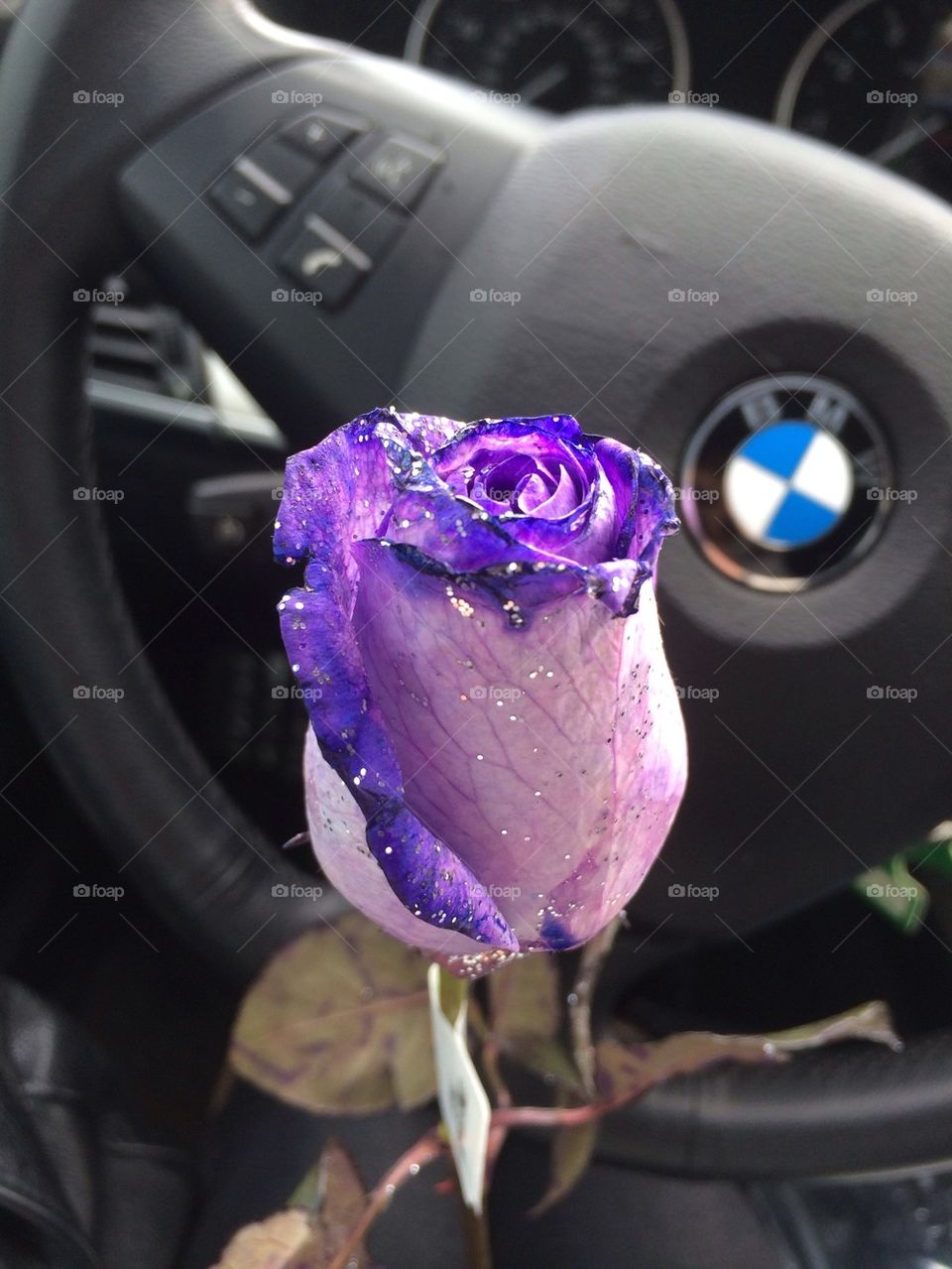 Purple rose