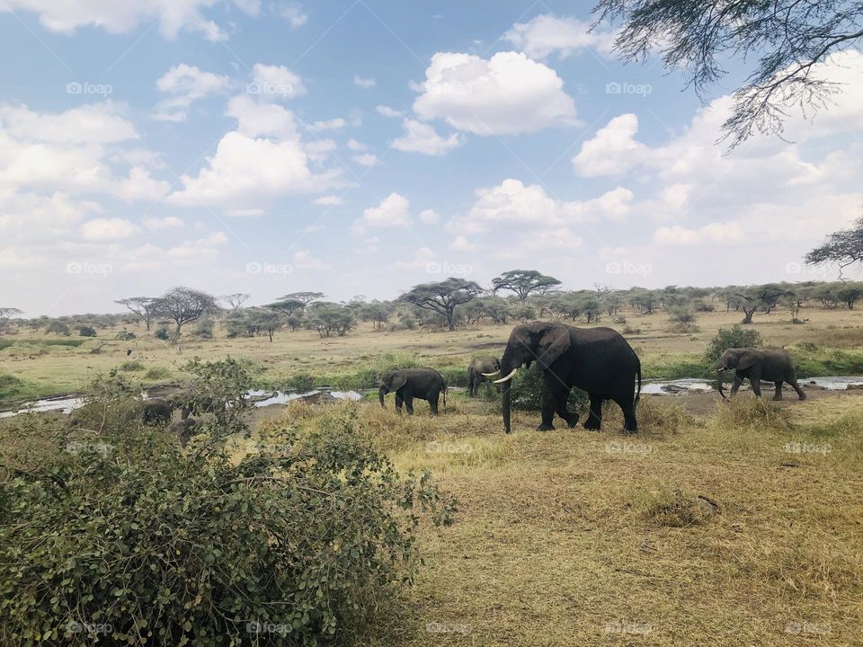 Beauty of the Wildlife, Elephants