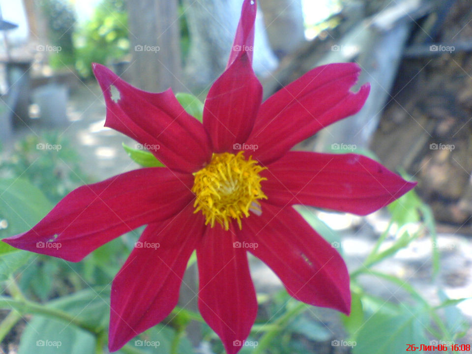 Red flower