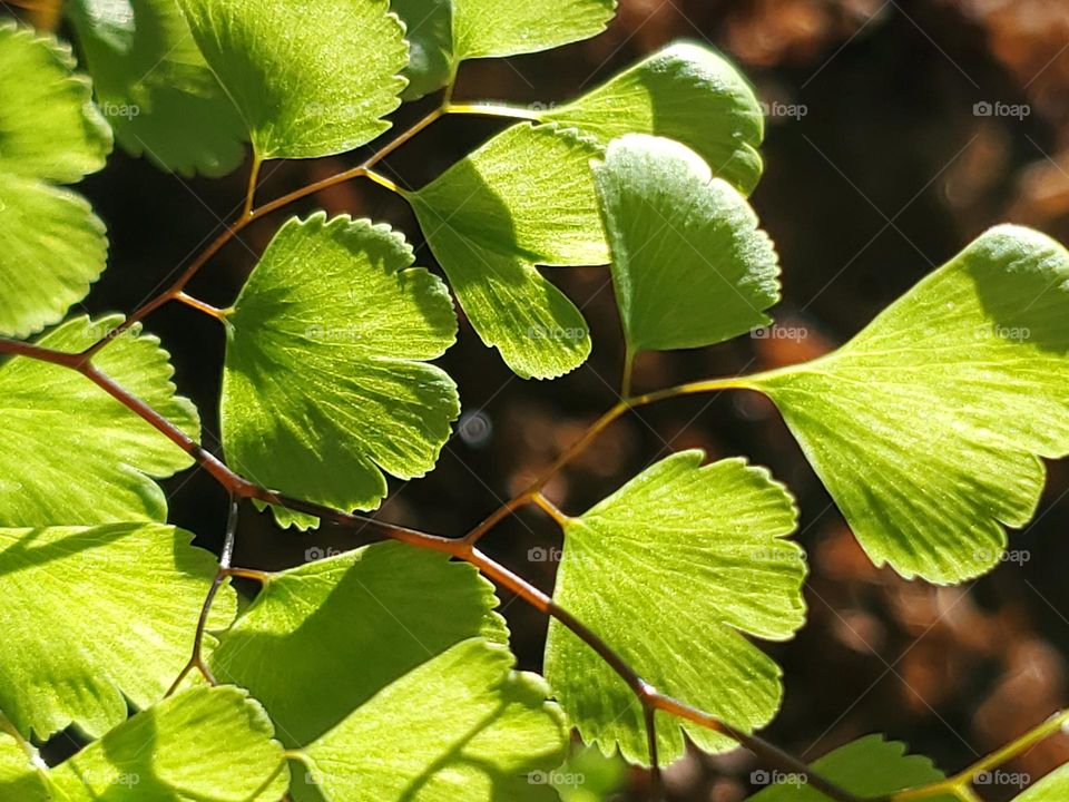 Closeup of beautiful green plant leaves back-lit by sunlight showing off their subtle soft textures and lines and auburn colored stems.