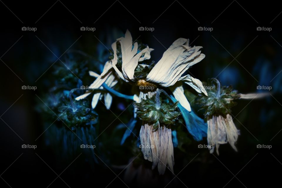 Blue and white daises