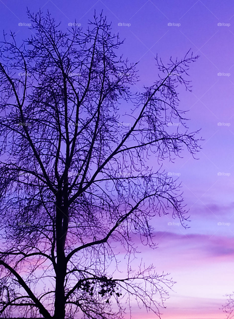 Bare tree against dramatic sky