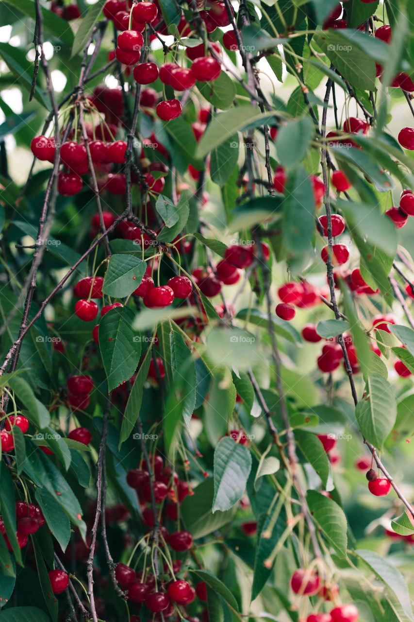 Closeup of ripe red cherry berries on tree among green leaves