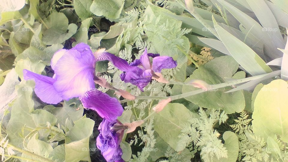 vii flower  in Kashmir