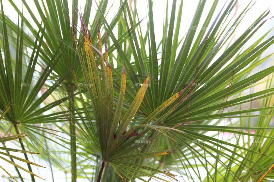 Small Palm Trees growing in Las Vegas Nevada 