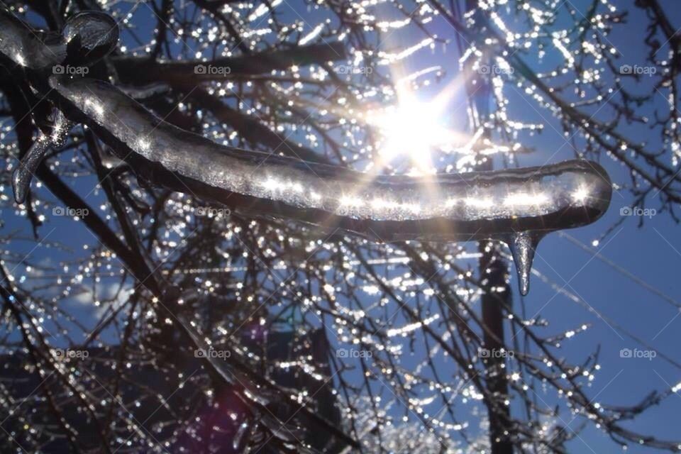 Iced over branches