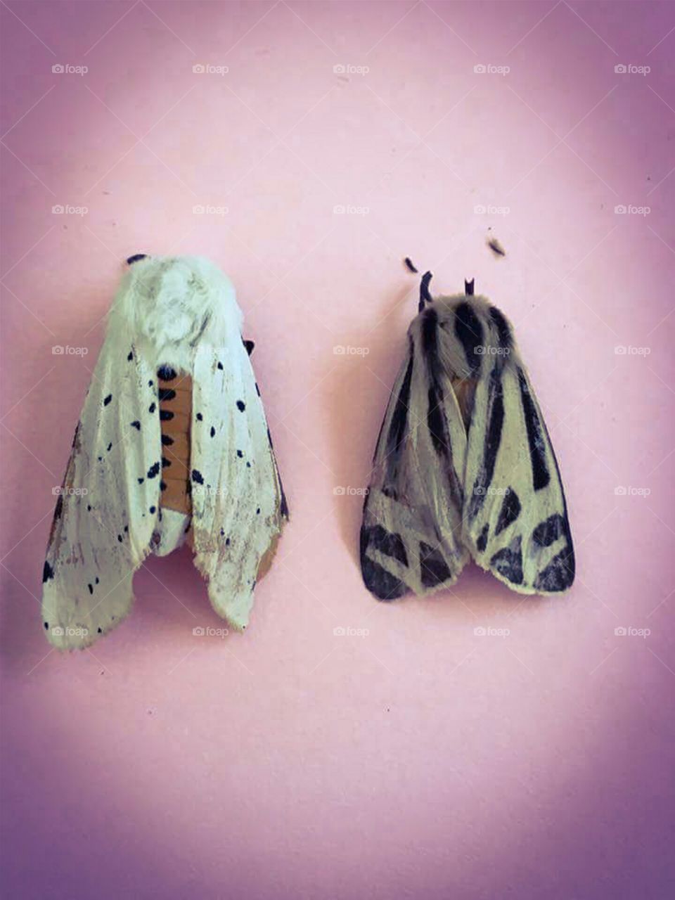 Moths