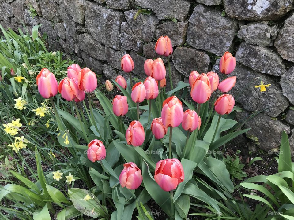 Tulips to be adorned whilst they are there, because like a lot of things blink and they are gone and their season is over.