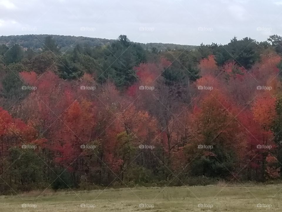 Tree, Fall, Landscape, Leaf, Nature