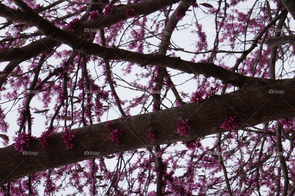 Tree with pink bud