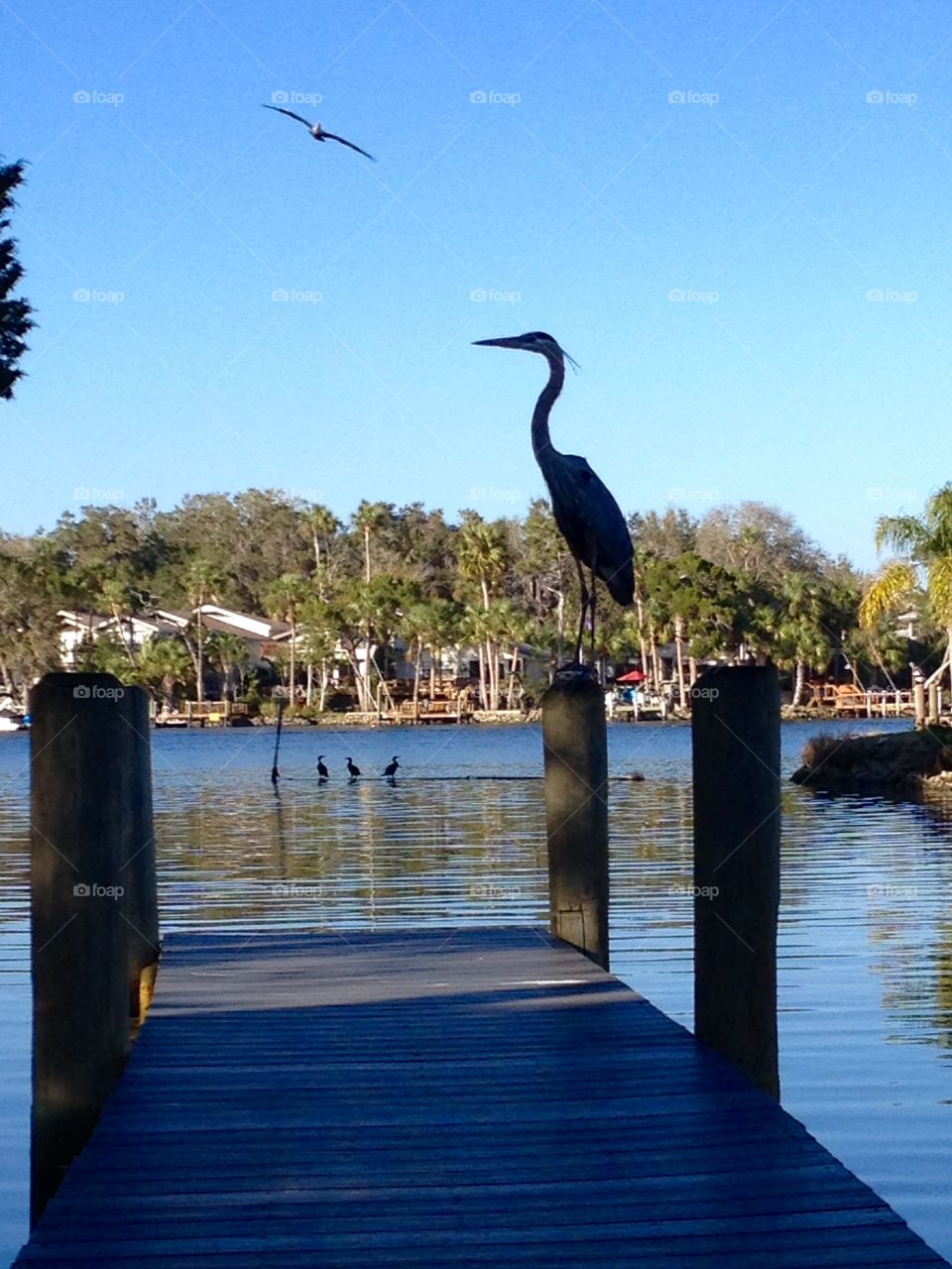 Heron silhouette 