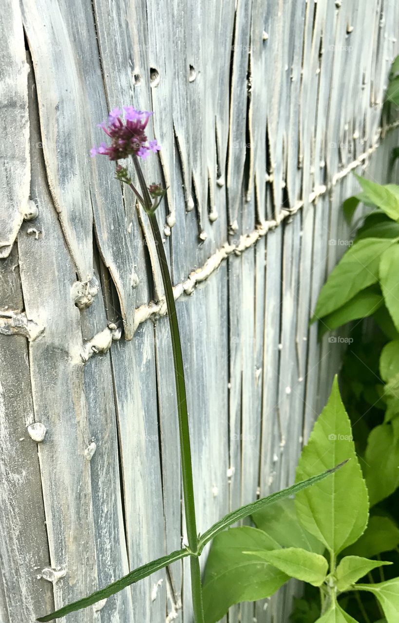 Flower by Old Wood Fence