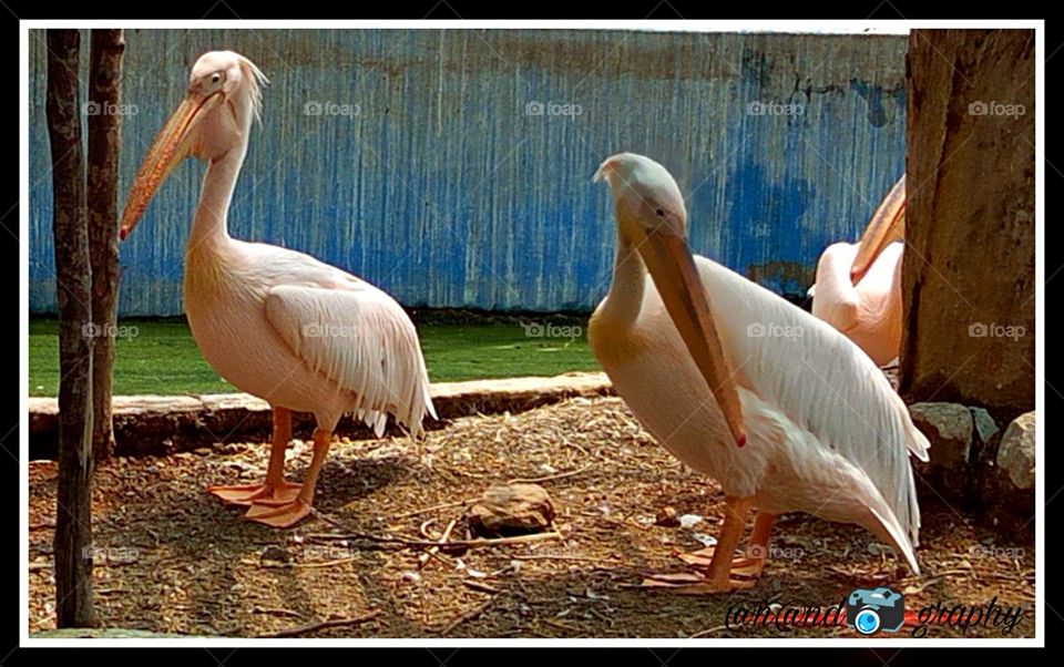 Long beak India ducks