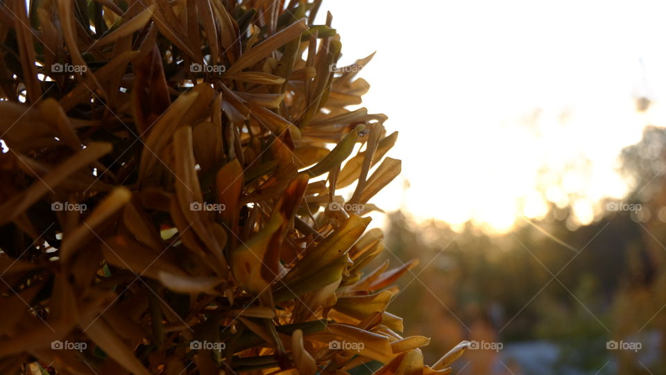 Dead bush backlit