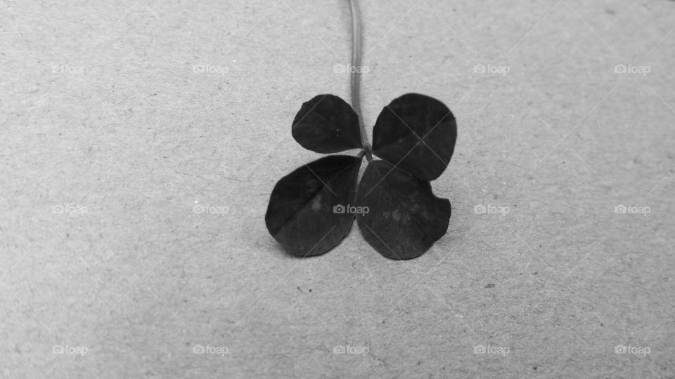 black and white. four leaf clover