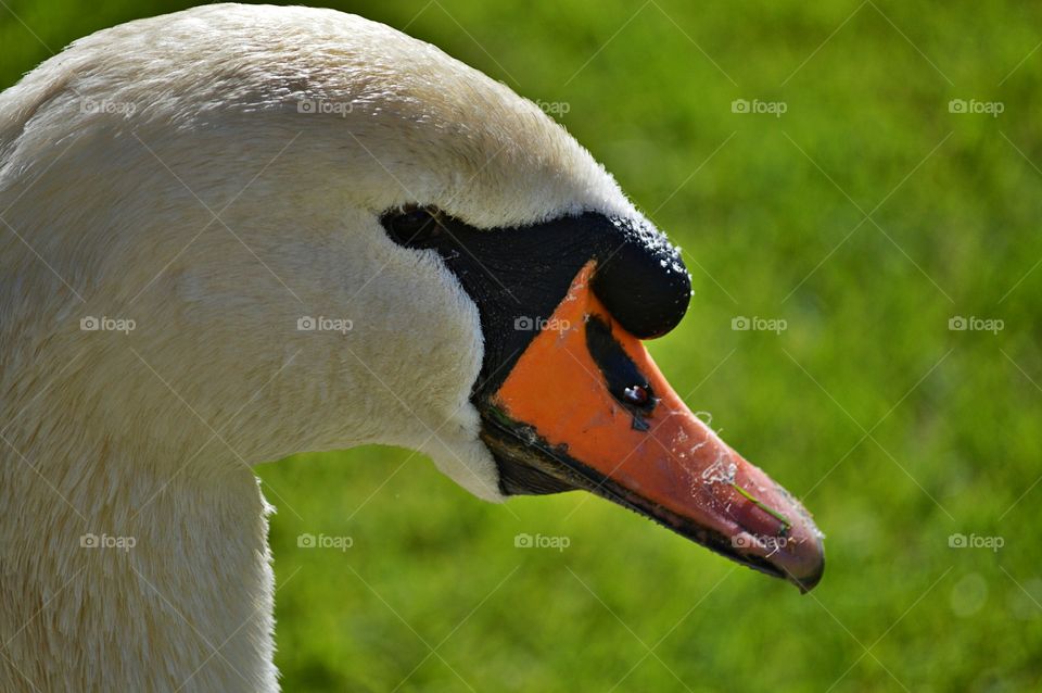 Swan Portrait. Portrait of a beautiful swan