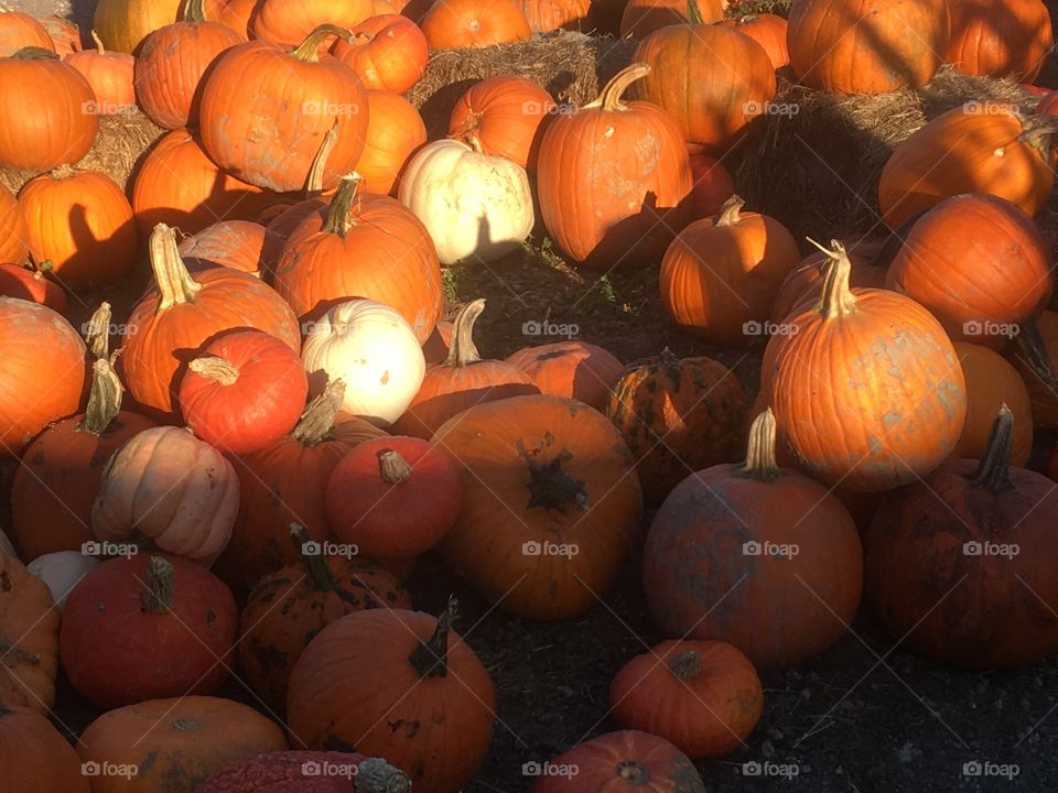 Pumpkins laying in a pile in a farm in New England after the fall harvest