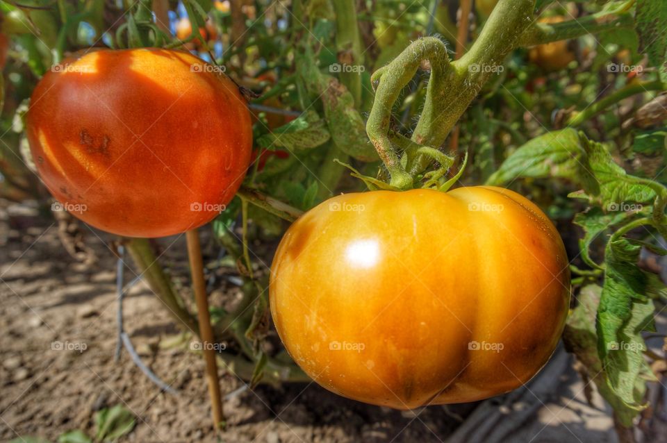 Fresh tomatoes