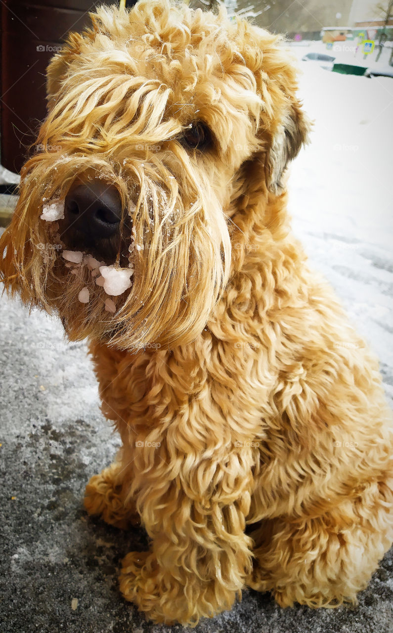 A dog with snow icicles on its мuzzle