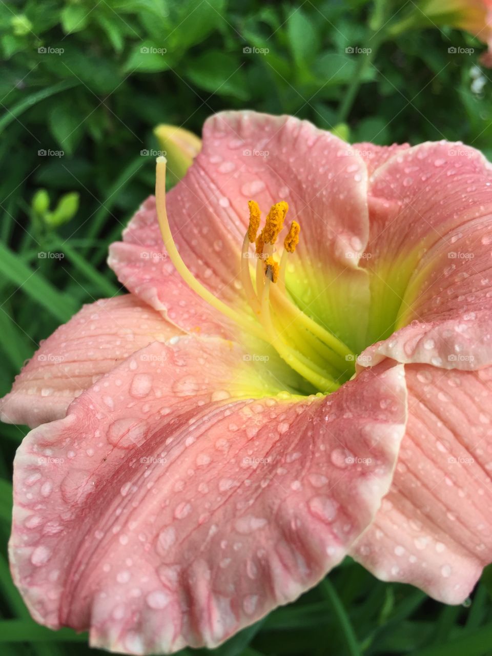 Pink flower covered in raindrops.