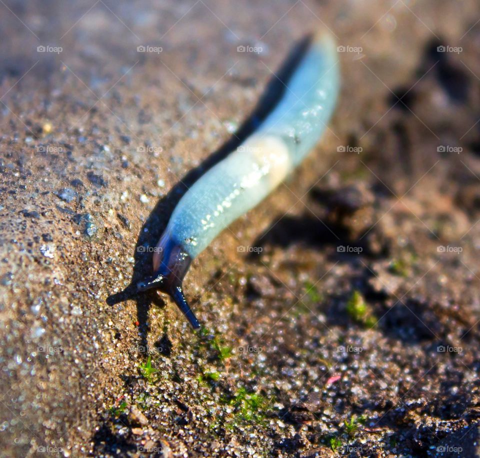 big blue slug