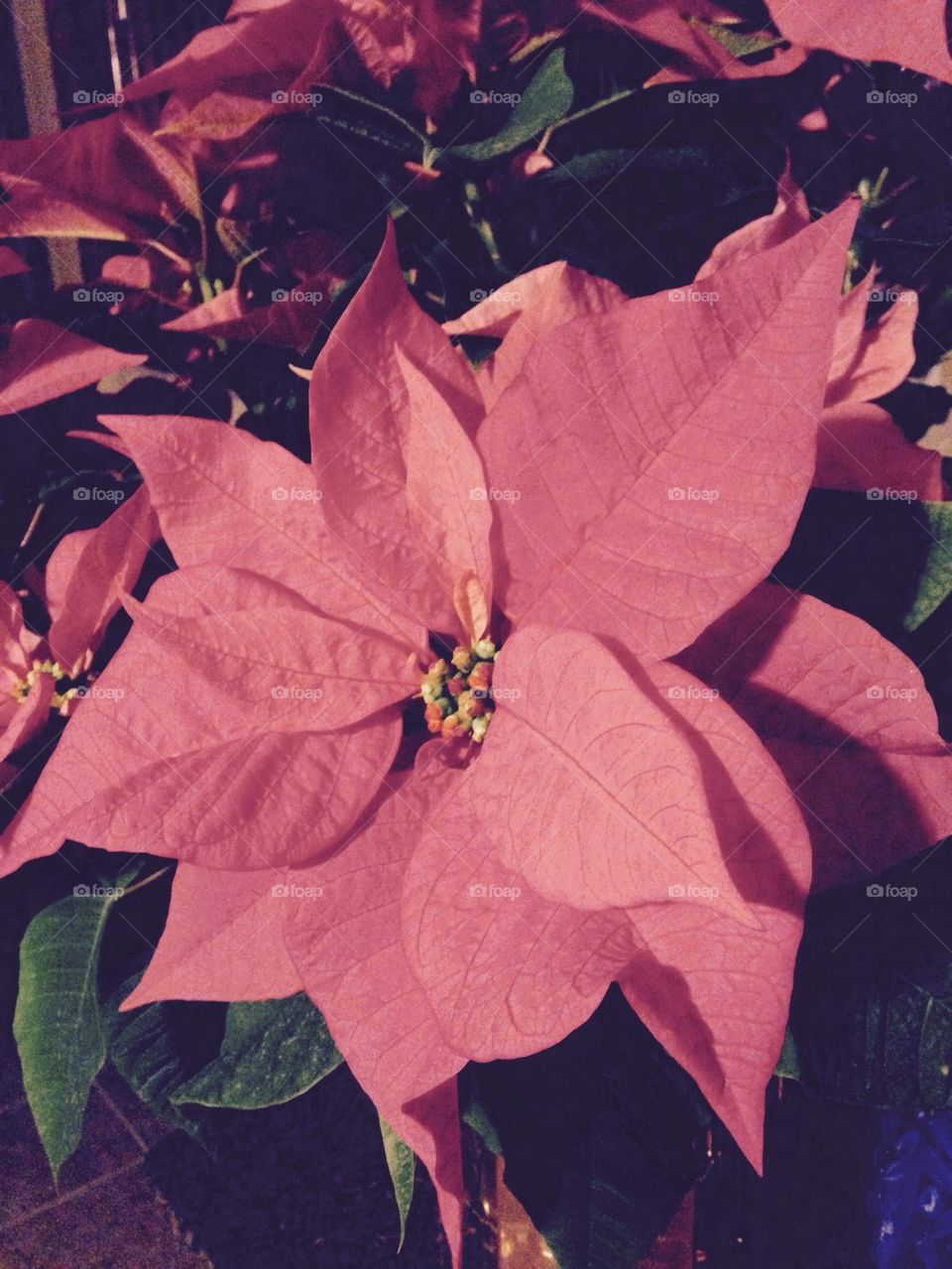 Poinsettia