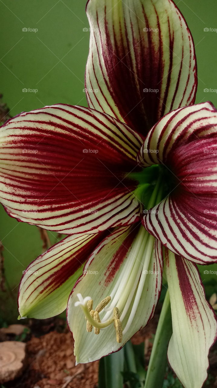 NATURE NATURAL NATUR Hippeastrum papilio (Ravenna) Van Scheepen