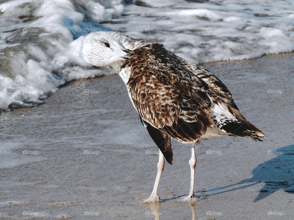 Bird by the beach 