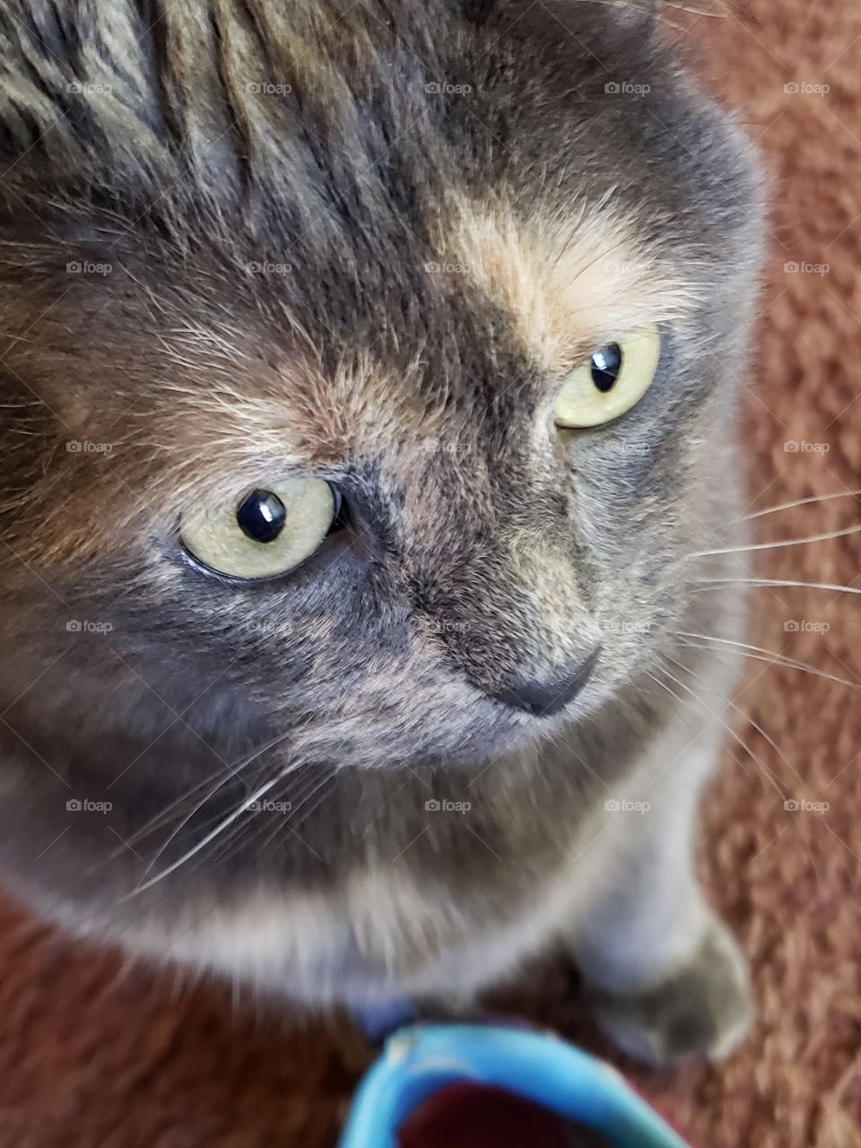 Sweet kitty with beautiful eyes