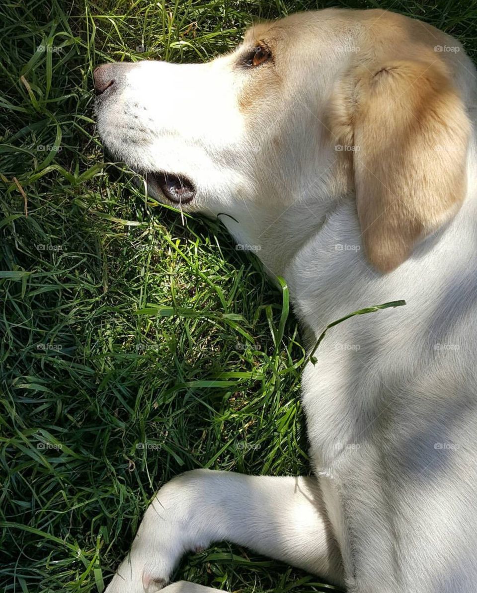 Maximum Comfort 🐶💚