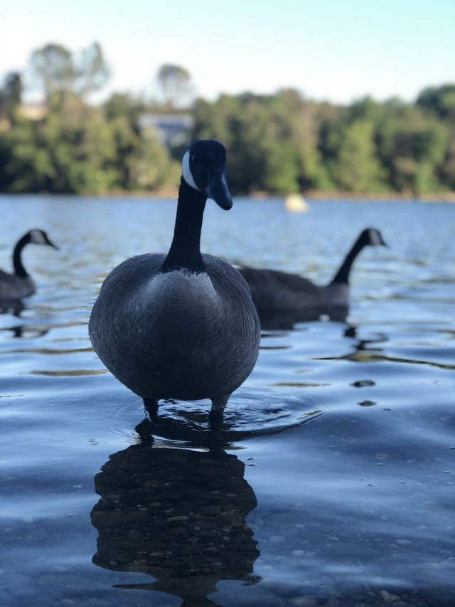 Animal life