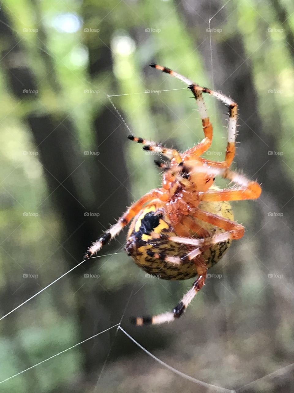 The Cone Weaver spider making its web. 