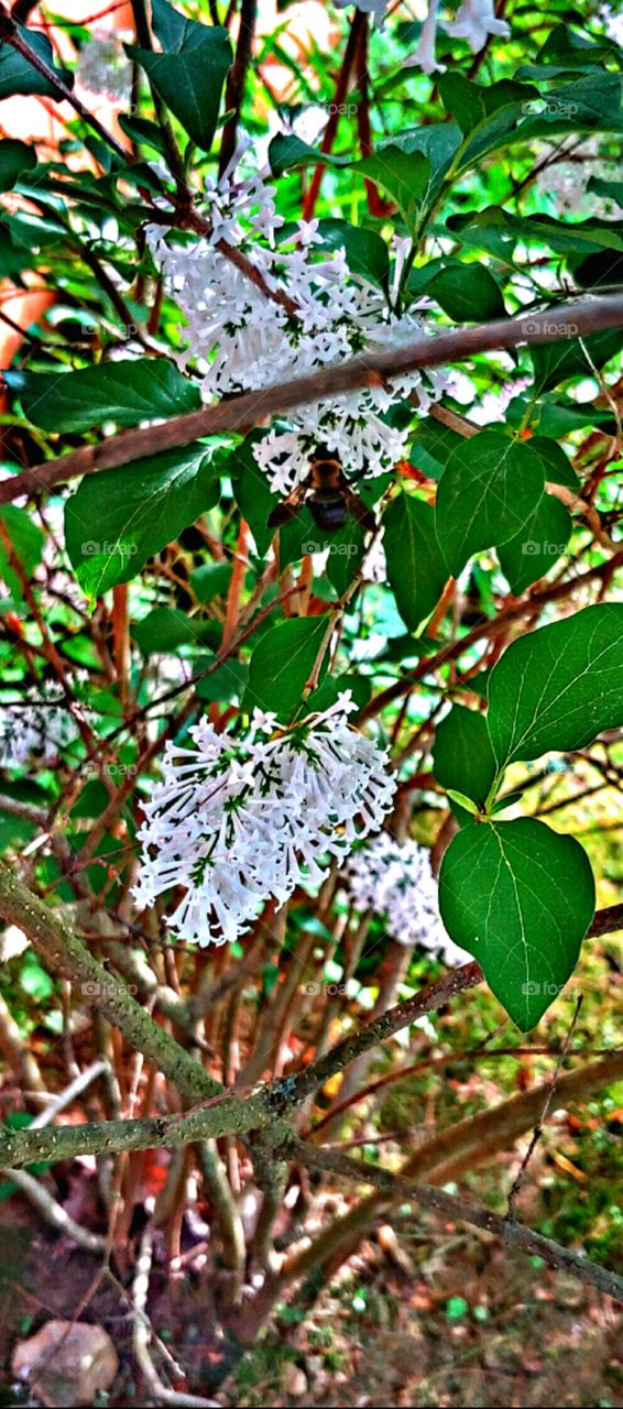 Bee on a Lilac!