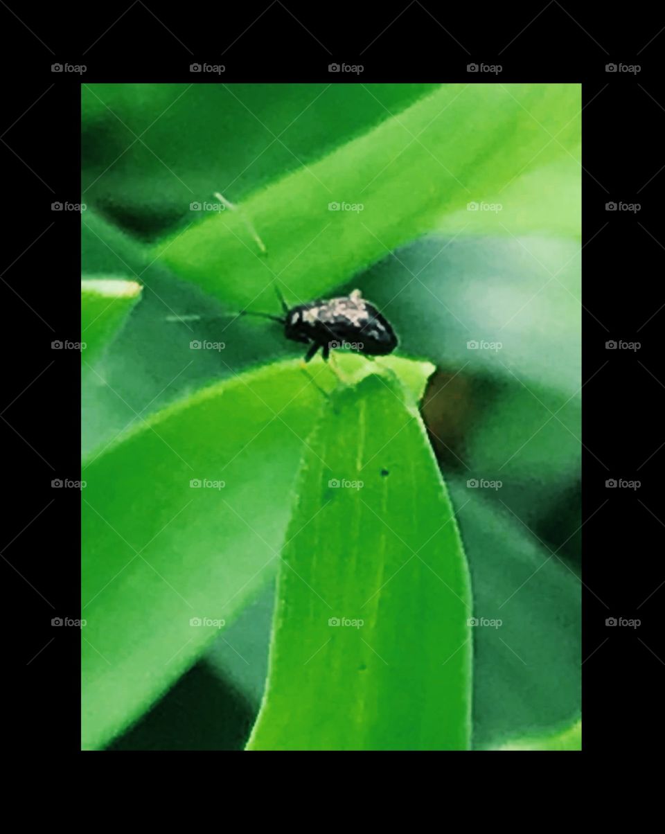 Micro shot on tiny organism