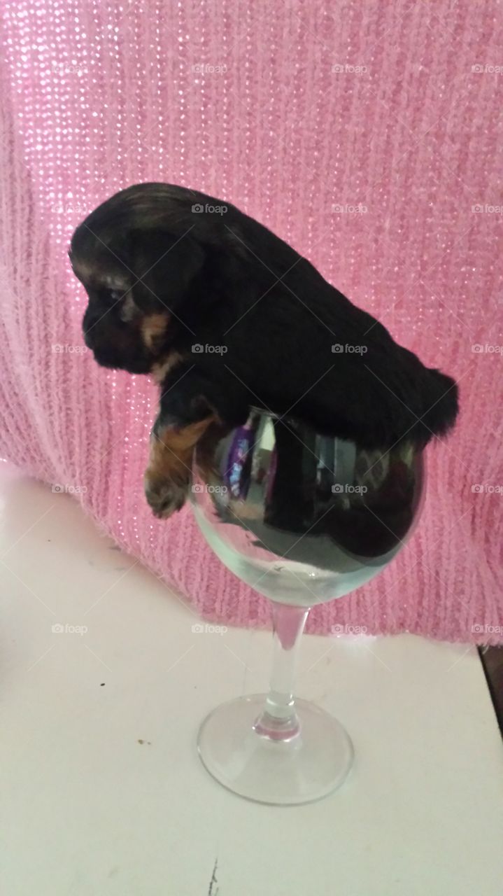 perrito en copa mini can