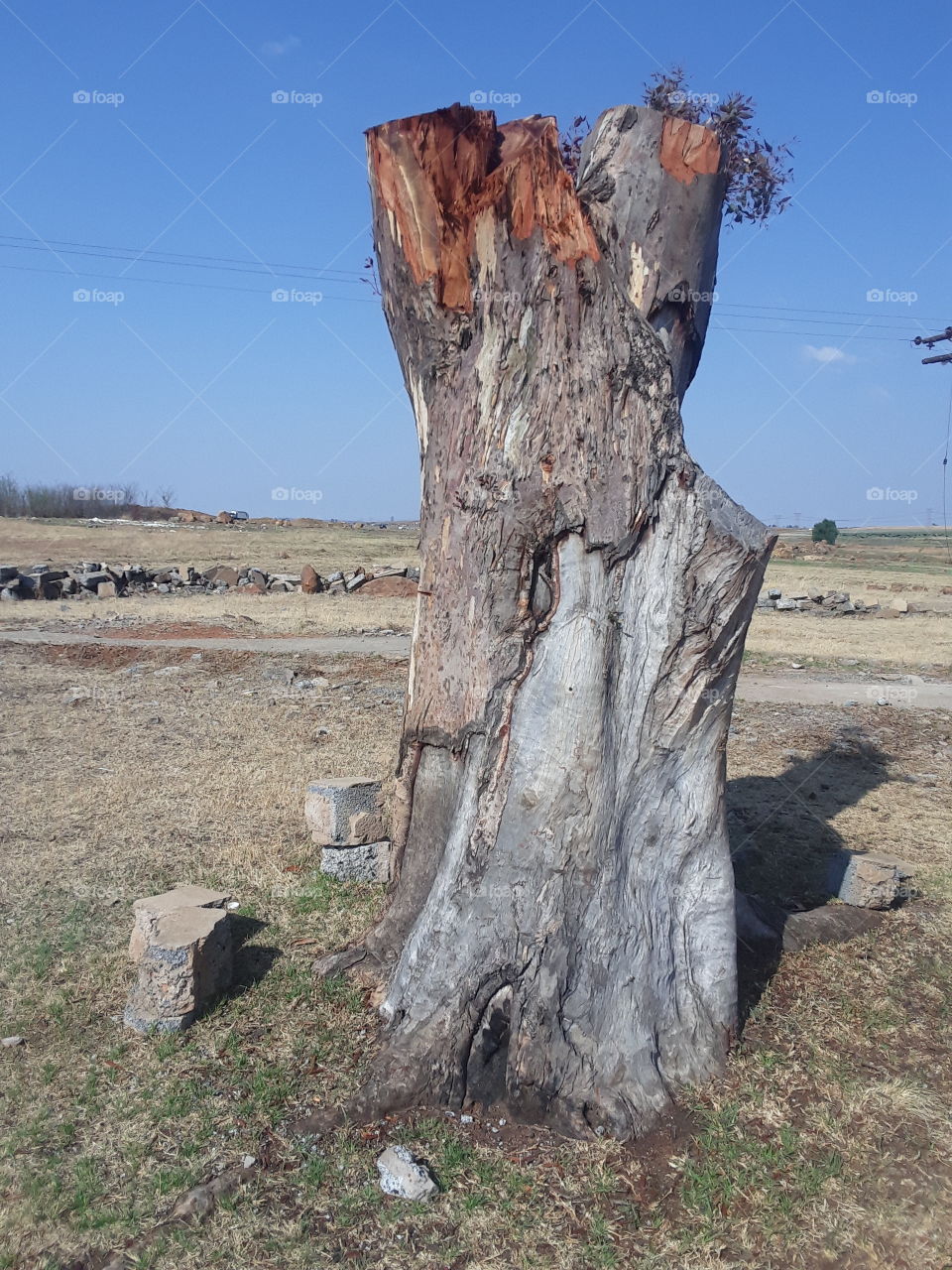 Avery old sterm has been cut out for wood.