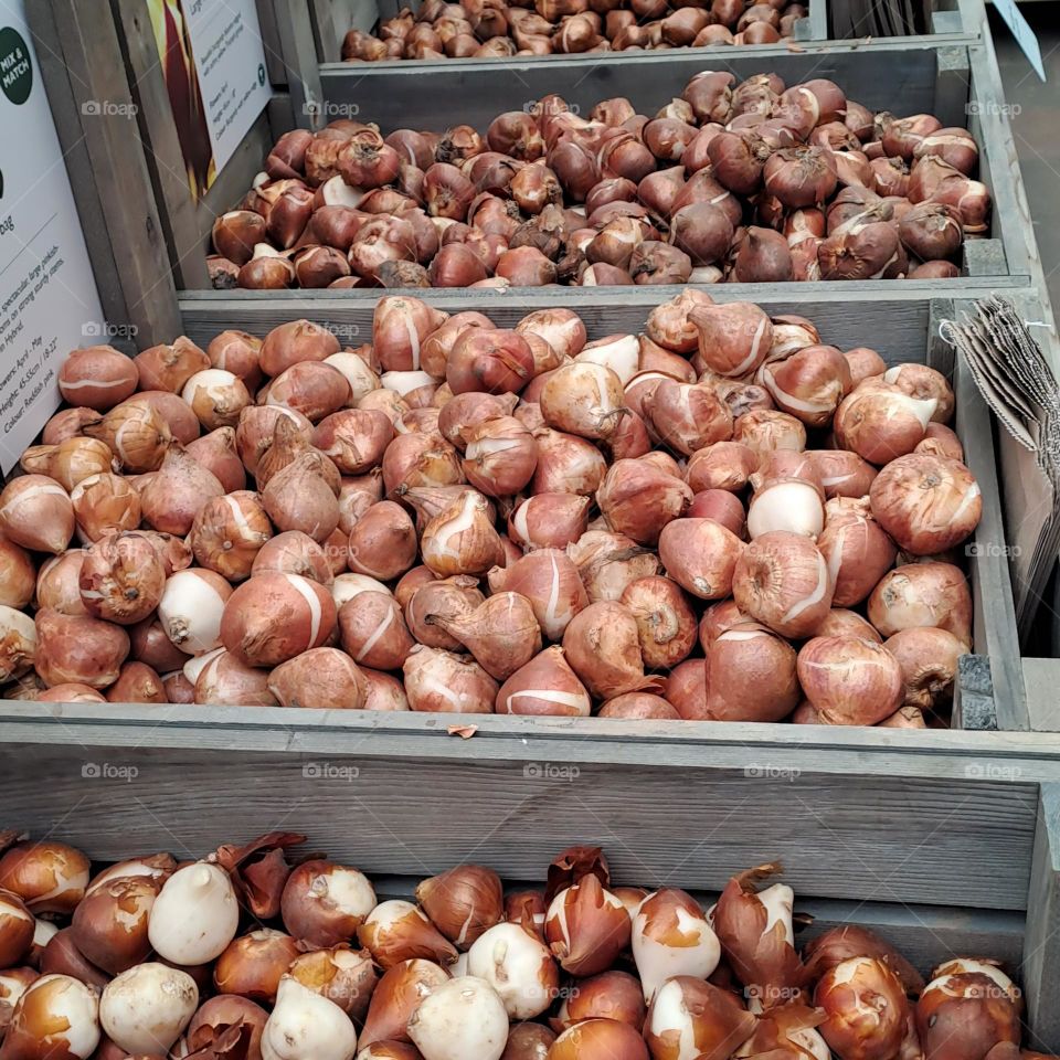 crates of springs bulbs in a row in a shop