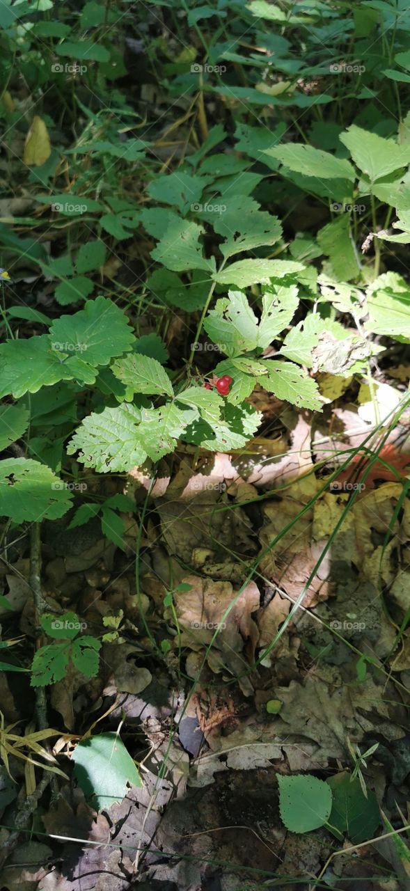Mushrooms day no filters outside