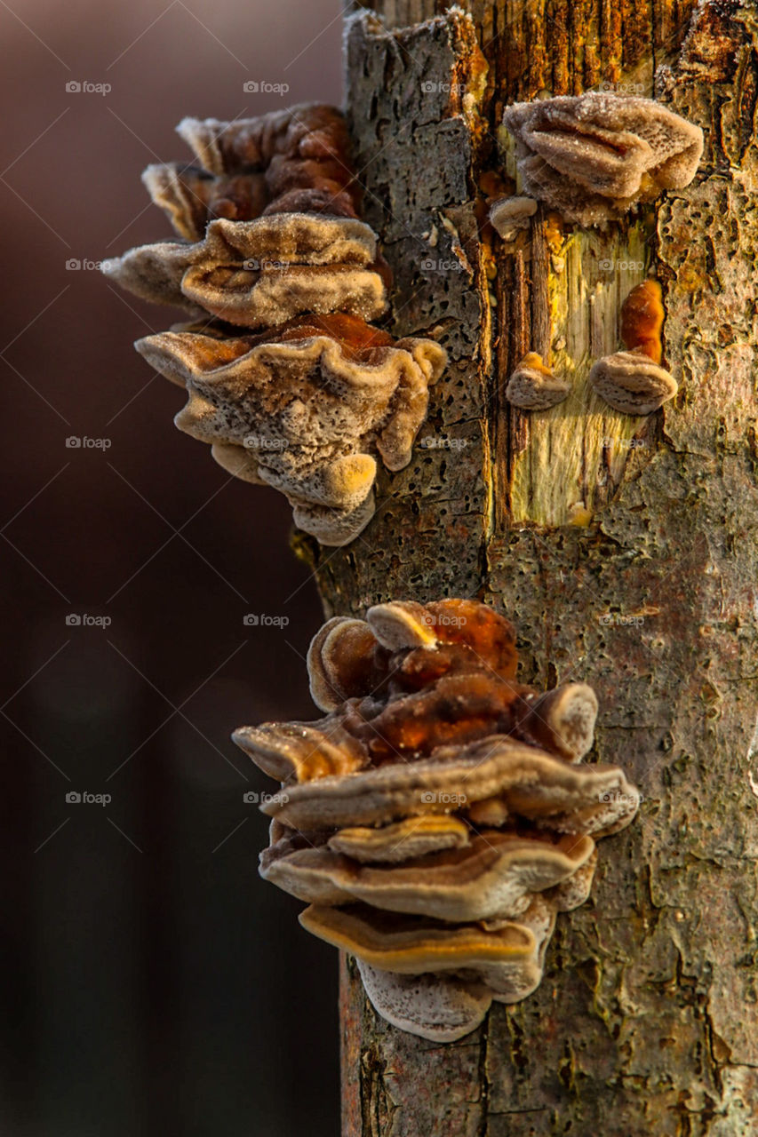 Winter in the garden .. 