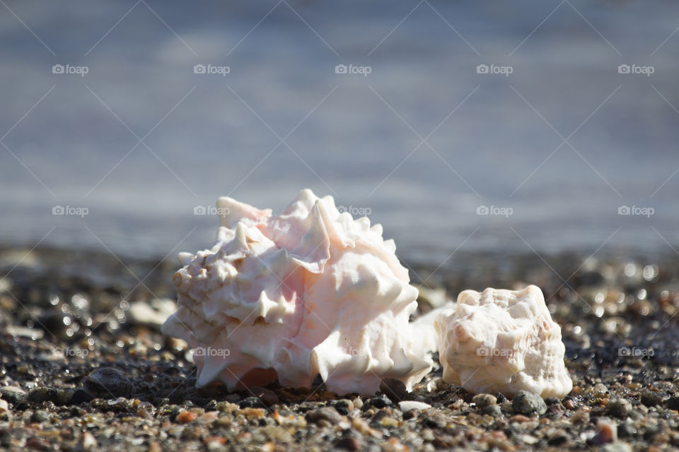 Close-up of spiked seashells at the beach