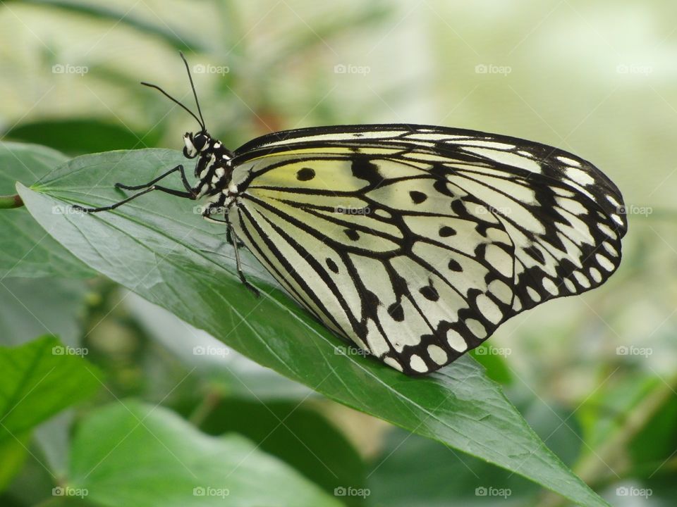 Butterfly - black and white