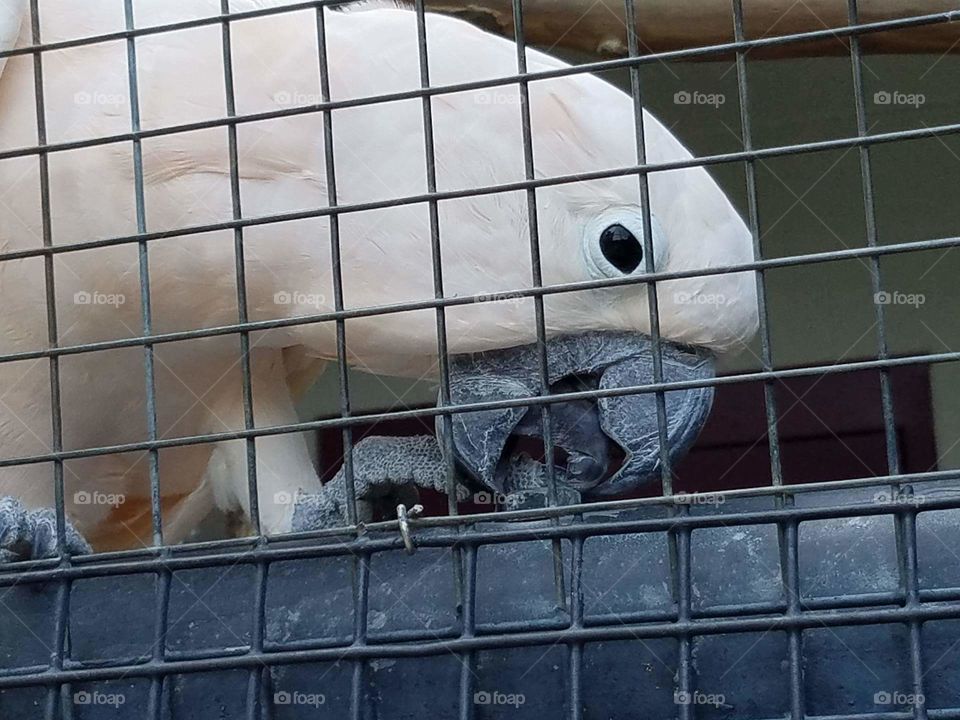 cockatoo, bird