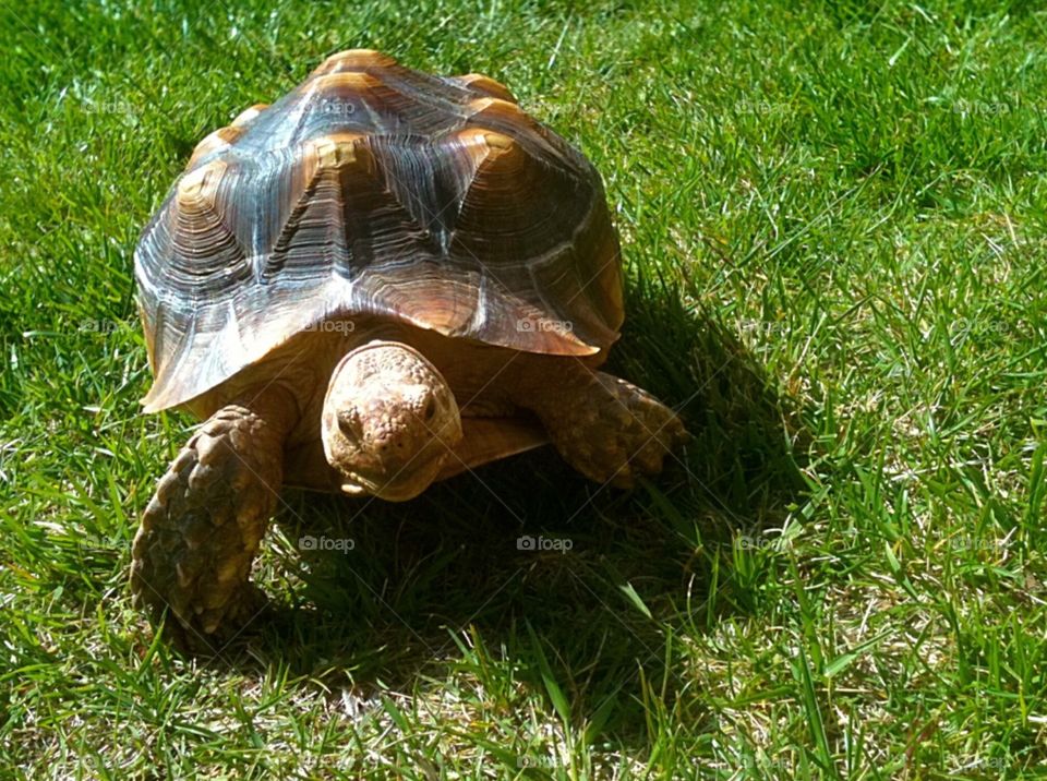 Tortoise Walking  