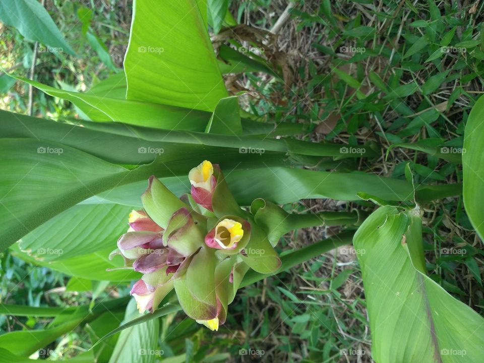 The rhizome of the white meeting of the plant