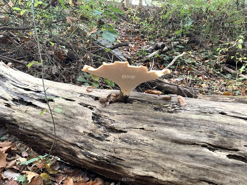 A gigantic fungus among us! What a beautiful fungi I found in the woods. Stunning! I love the log and the fall leaves in the background, too.